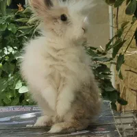 خرگوش لوپ|موش و خرگوش|اراک, |دیوار