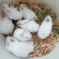 بچه همستر پشمالو