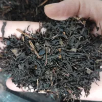 چای بهاره امسال با کیفیت عالی