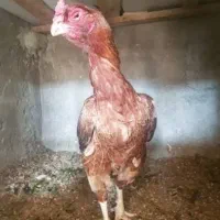 مرغ لاری درجه یک کلنگی و افغان