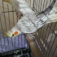 جفت عروس هلندی کار داده