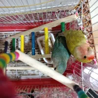 کوتوله برزیلی نر وماده|پرنده|لاران, |دیوار