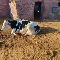 گاو شیری سیمینتال با گوساله|حیوانات مزرعه|چناران, |دیوار