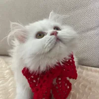 گربه ملوس وآروم ومهربان