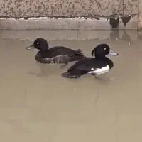 اردک کاکل سیاه گرید A