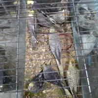 طوطی عروس هلندی|پرنده|آمل, |دیوار