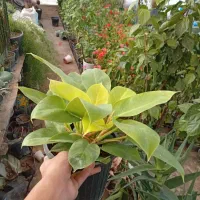 تولید گل و گیاه امیر