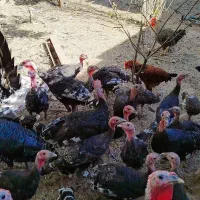 بغلمون نر و مادر و جوجه بغلمون