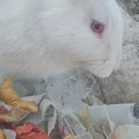 یک خرگوش نر سفید چشم شرابی|موش و خرگوش|مود, |دیوار