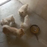 توله پامر ین ۴ماهه