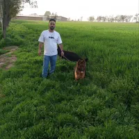 ماده ژرمن جفت خورده بفروش میرسد