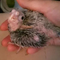 عروس هلندی سرلاکی