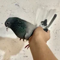 کبوتر خرقه روس