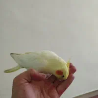 عروس هلندی ماده رام و دستی|پرنده|اردبیل, |دیوار