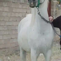 کره مادیون عرب یکسر