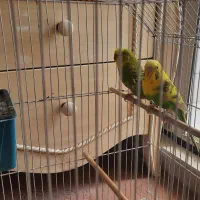 مرغ عشق با قفس