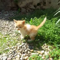 بچه گربه بامزه بازیگوش