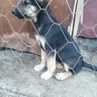 (گمشده)توله 3ماهه