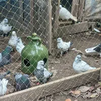 کبوتر|پرنده|کوچصفهان, |دیوار