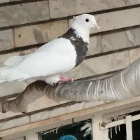 تعویض با ماده کله ای