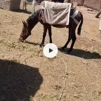 قاطر و الاغ