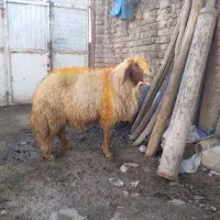 قوچ سنجابی|حیوانات مزرعه|ماهیدشت, |دیوار