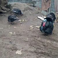 بغلمون یک نر دوماده