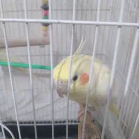 عروس هلندی و گاز