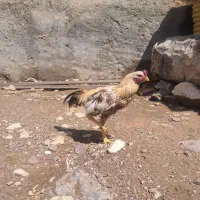خروس دورگ