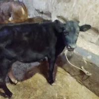 کوساله|حیوانات مزرعه|خواجه, |دیوار