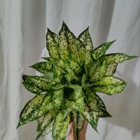 انواع گلهای اپارتمانی