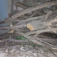 فروش چوب درخت میوه|گل و گیاه طبیعی|هرسین, |دیوار