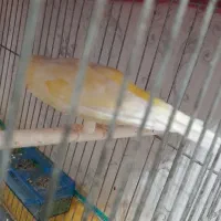 قناری سوپر،یه سر