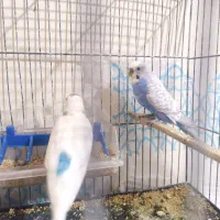 مرغ عشق رو تخم معاوضه