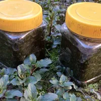 نمک سبز (دَلار یا دَرار)