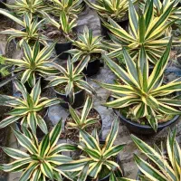 فروش اگاو دیکیا ویکتوریا لوفانتا