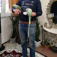 شاه طوطی و عروس مولد تضمین جمع‌آوری سالن|پرنده|تبریز, |دیوار