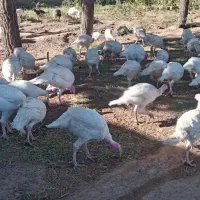 بوقلمون گوشتی