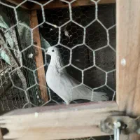 سلام تعداد 8تا کبوتر یجا به فروش میرسد