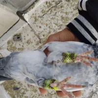 کفتر سینه سبز|پرنده|شیراز, شهدای شهرک سعدی|دیوار