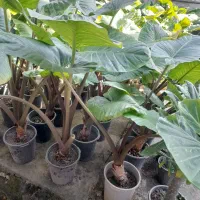 گل بابا آدم گلدان ده|عمده‌فروشی|شیرگاه, |دیوار