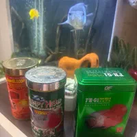 فلاور ابی تایسلیک|ماهی|تهران, نیروی هوایی (پیروزی)|دیوار