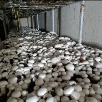 اجاره سالن قارچ مکانیزه|اجارهٔ دفتر صنعتی، کشاورزی، تجاری|رباطکریم, رباطکریم|دیوار