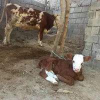 گاو گوساله نر سیمینتال با گوساله نر پروار