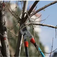 خدمات هرس کاری وباغبانی