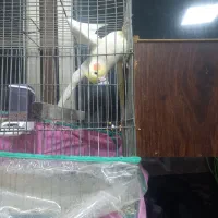 عروس هلندی|پرنده|اردبیل, |دیوار