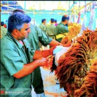 *۵روز دیگر‌ تمدیدشد*زیرنرخ/دام زنده شکمخالی/ضمانتی