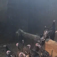 بوقلمون نرو ماده|حیوانات مزرعه|کبودرآهنگ, |دیوار