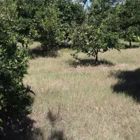 فروش فوری باغ|فروش زمین و ملک کلنگی|هادی شهر, |دیوار