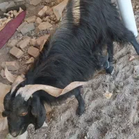 پاچن محلی شاخ دار